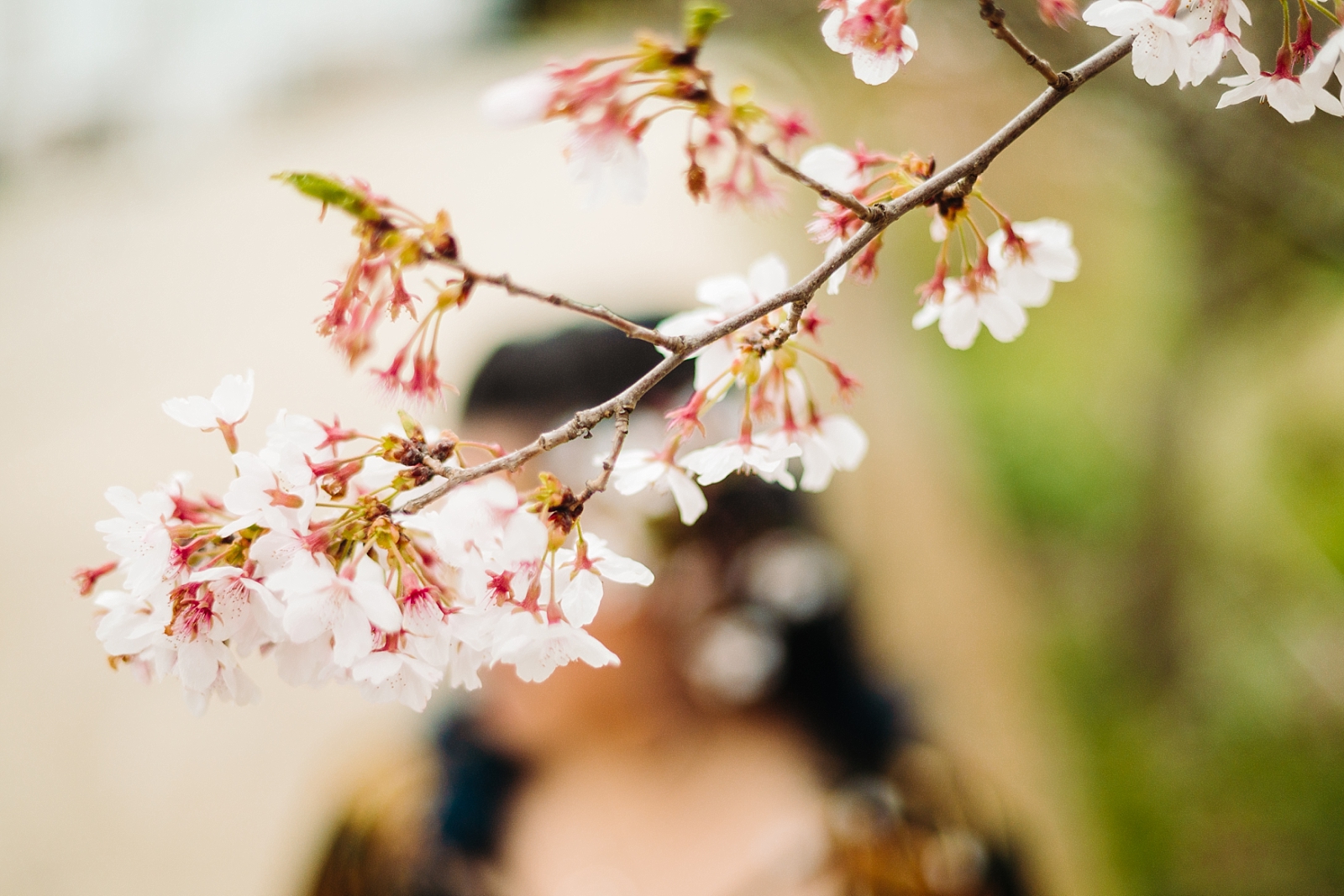 Plant stem - Cherry blossom
