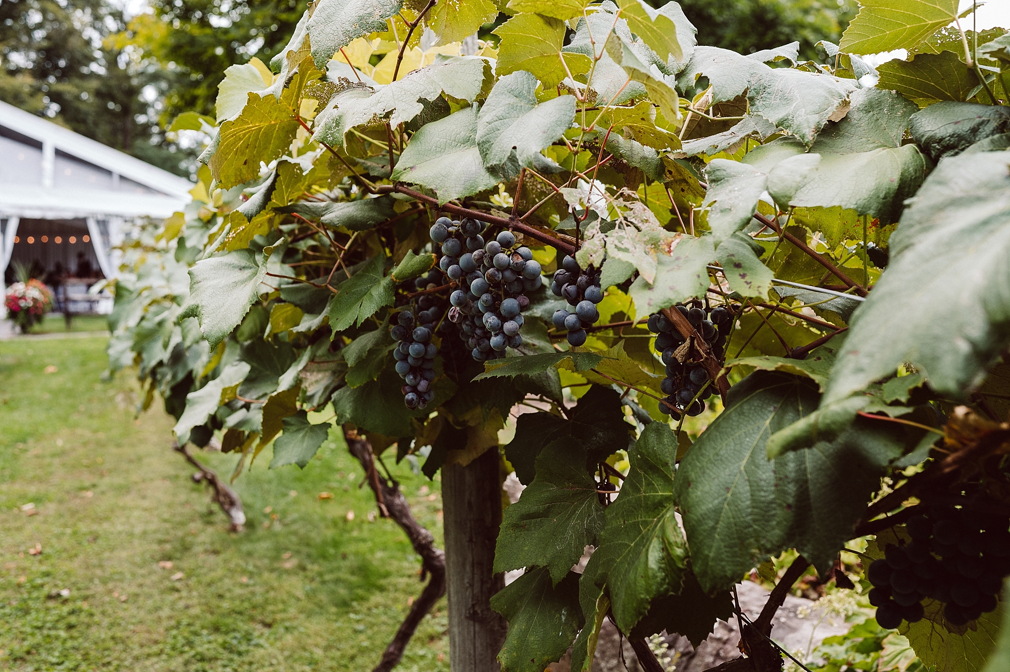 grapes ripe on the vine at crossing vineyards and winery in Pennsylvania