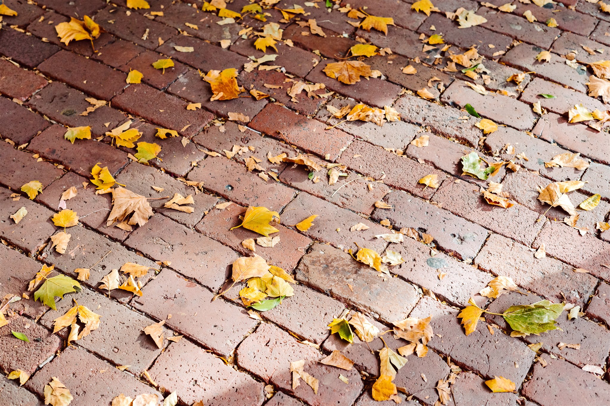 autumn leaves old city philadelphia